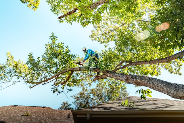 Tree Care
